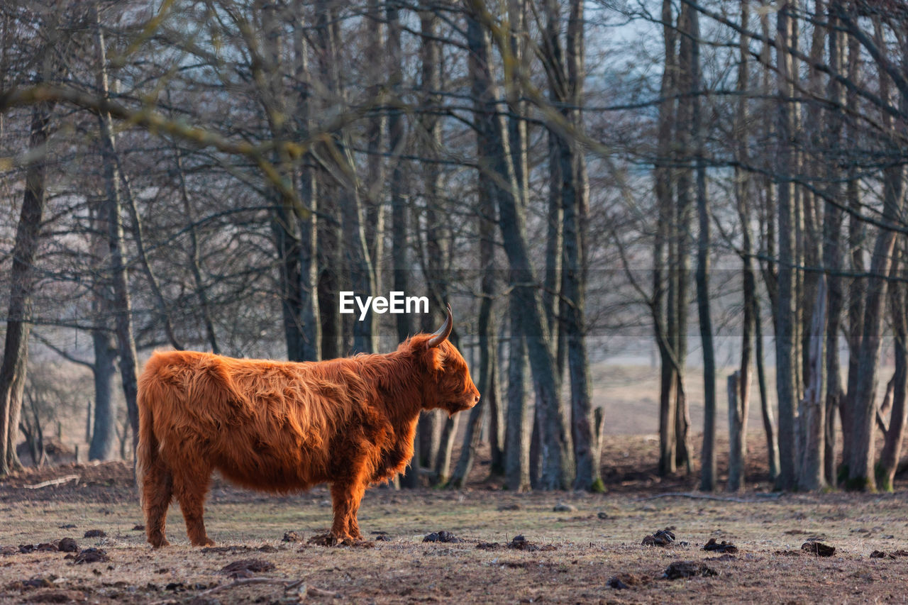 Graceful wanderer. majestic brown wild cow grazing in the early spring field