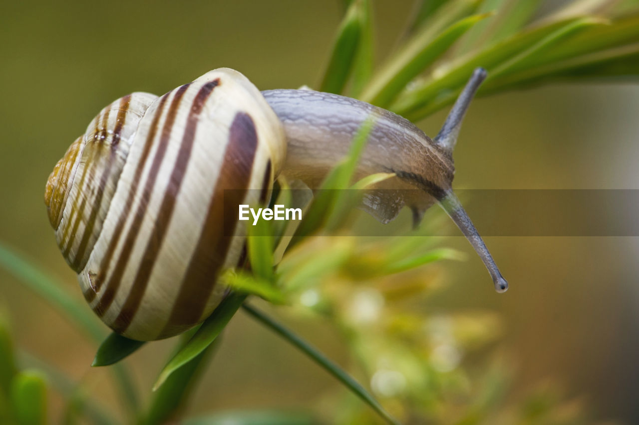 CLOSE-UP OF SNAILS ON PLANT