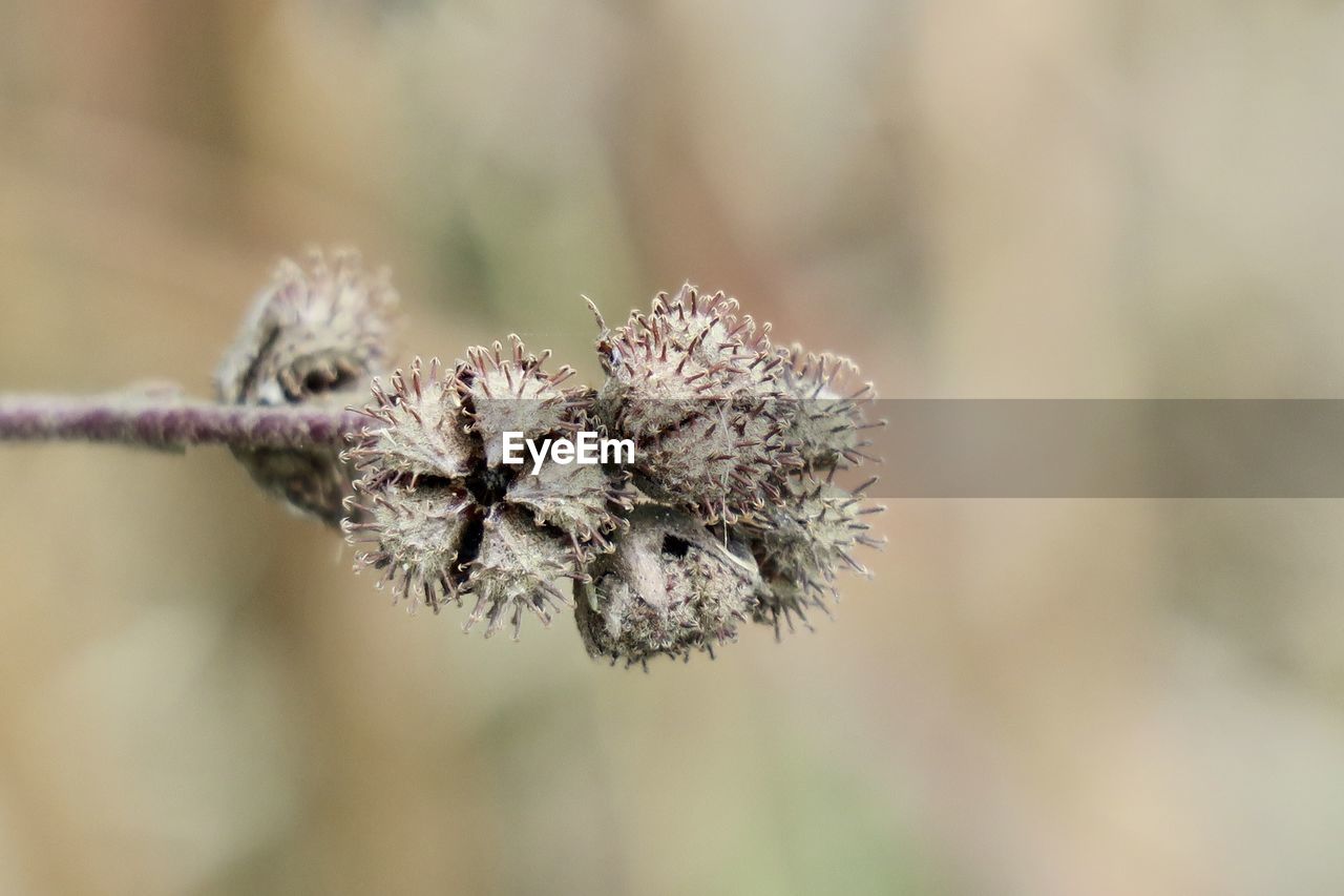 CLOSE-UP OF WILTED PLANT