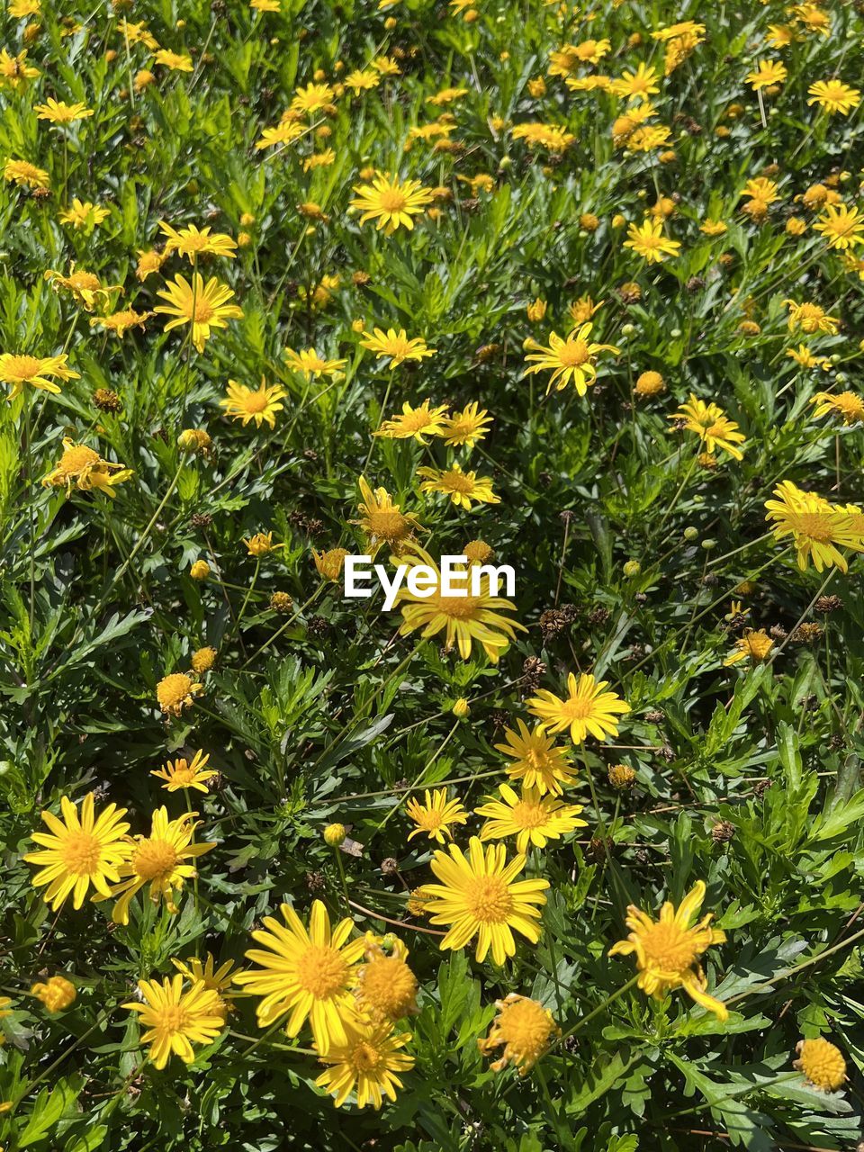 plant, growth, beauty in nature, flower, flowering plant, freshness, yellow, fragility, nature, green, flower head, high angle view, no people, day, meadow, inflorescence, field, petal, close-up, land, wildflower, full frame, outdoors, sunlight, backgrounds, herb, botany, leaf, tranquility, plant part