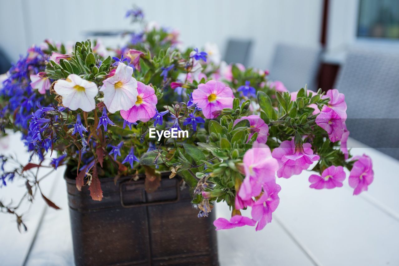 Close-up of potted plant on table