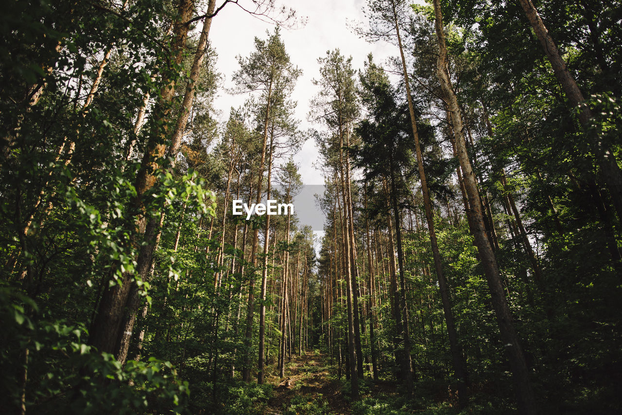 Low angle view of tranquil forest scene