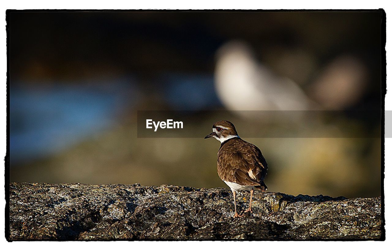 CLOSE-UP SIDE VIEW OF BIRD PERCHING ON ROCK