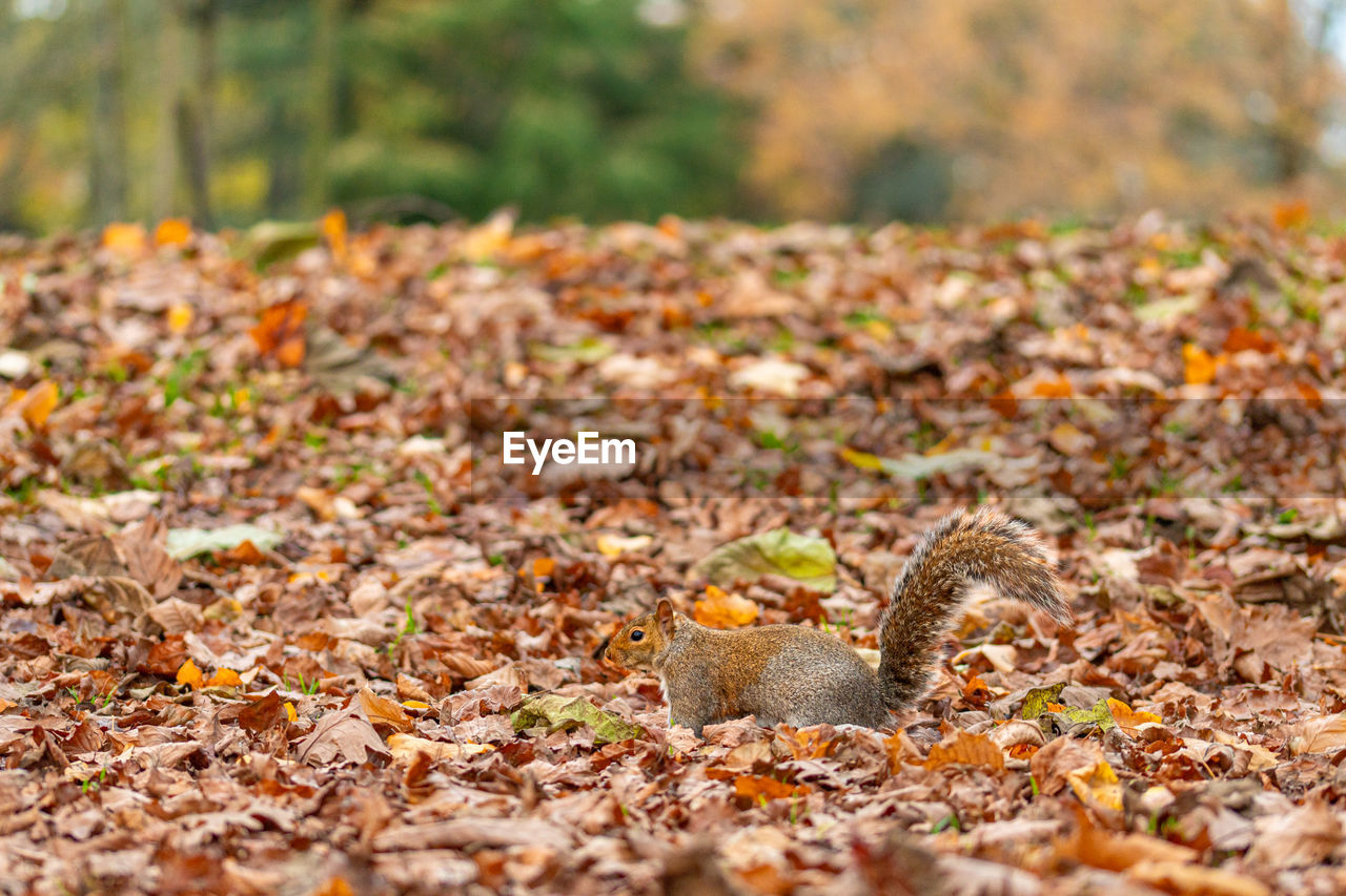 autumn, leaf, plant part, nature, tree, land, no people, wildlife, day, selective focus, animal, animal wildlife, soil, dry, falling, forest, animal themes, plant, outdoors, squirrel, one animal, field, leaves, beauty in nature, environment, tranquility