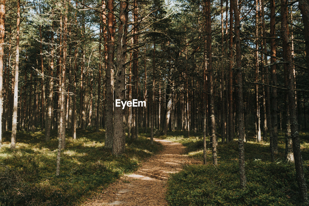 Footpath amidst trees in forest