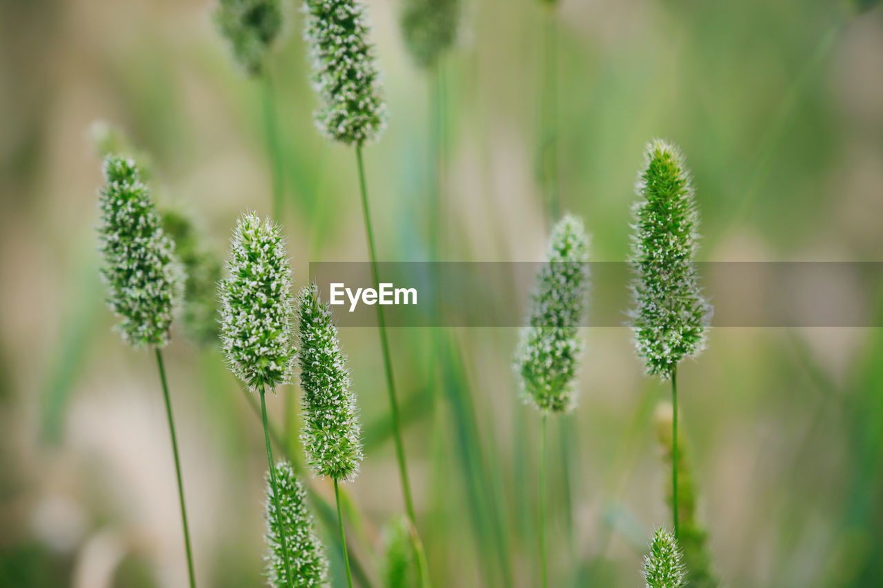 Close-up of plants growing outdoors