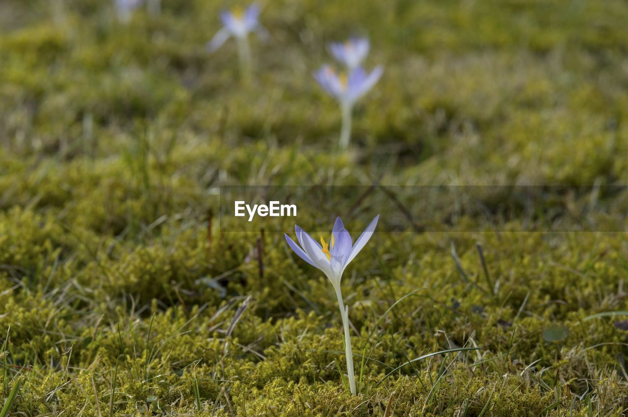 CLOSE-UP OF CROCUS AGAINST PLANTS