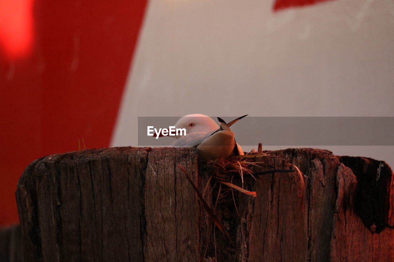 BIRD PERCHING ON WOODEN POST