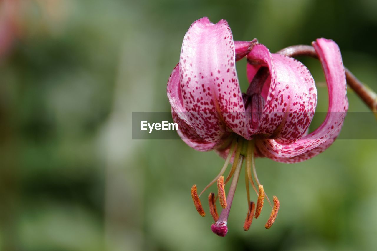 Close-up of pink flower blooming outdoors