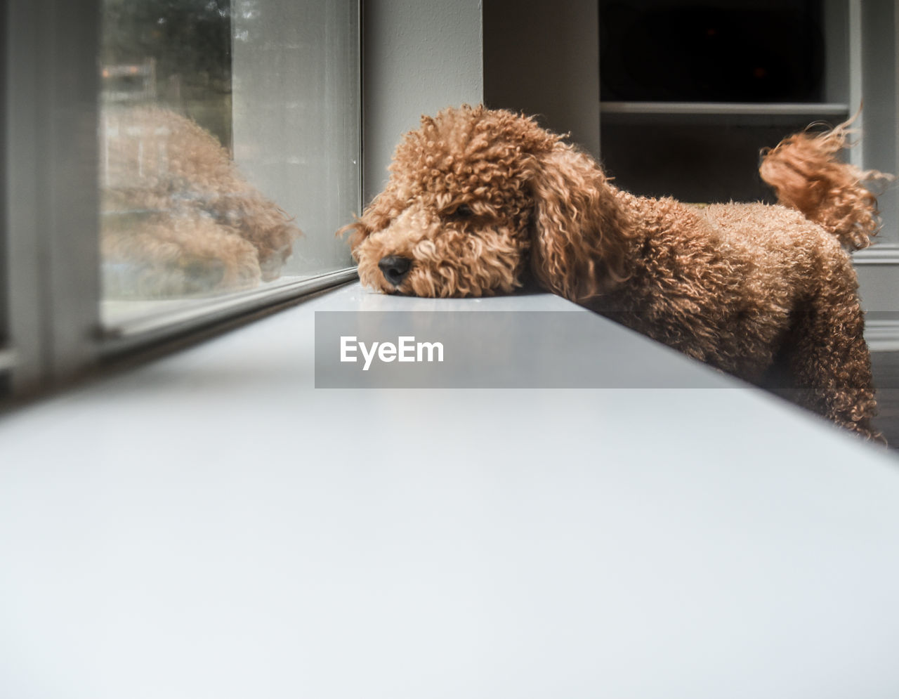 Dog relaxing on window sill at home