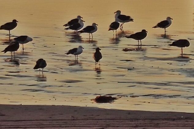 FLOCK OF BIRDS ON WATER