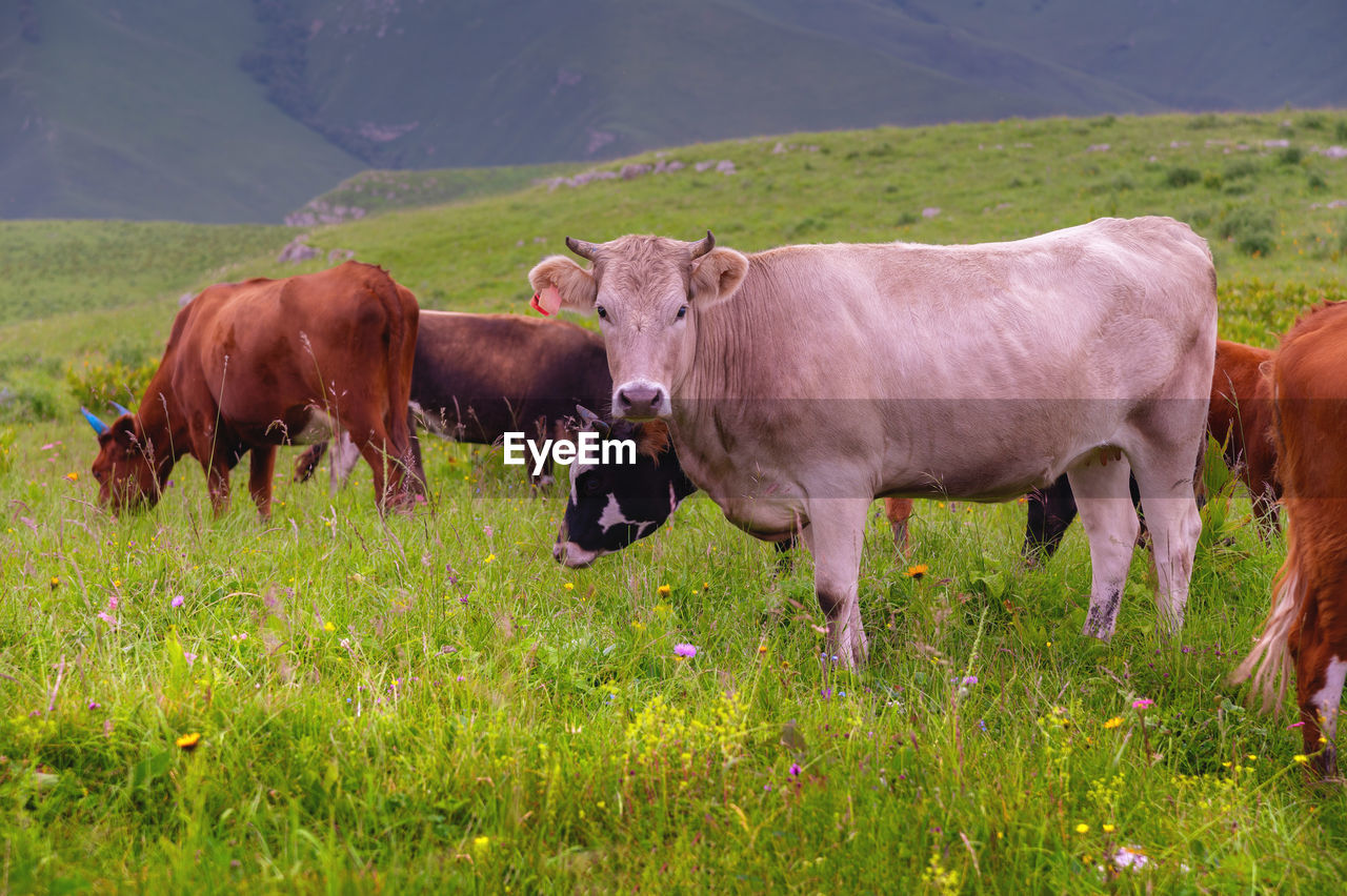 Cows graze on farmland. a herd of cows on a summer green field, one of the cows looks at the camera