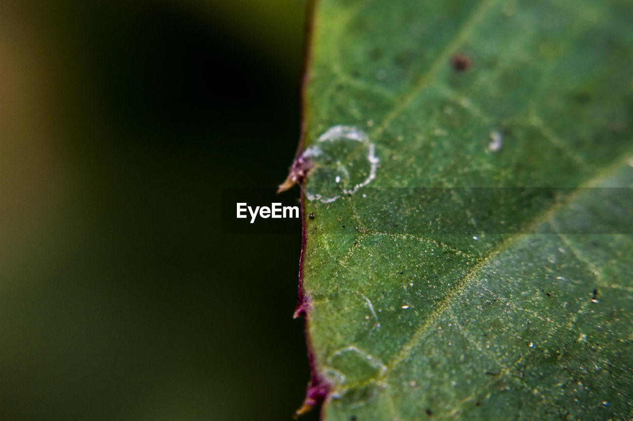 CLOSE-UP OF GREEN INSECT ON LEAF