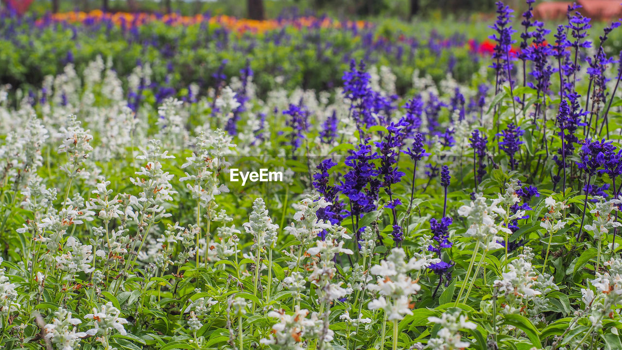 CLOSE-UP OF LAVENDER BLOOMING ON FIELD