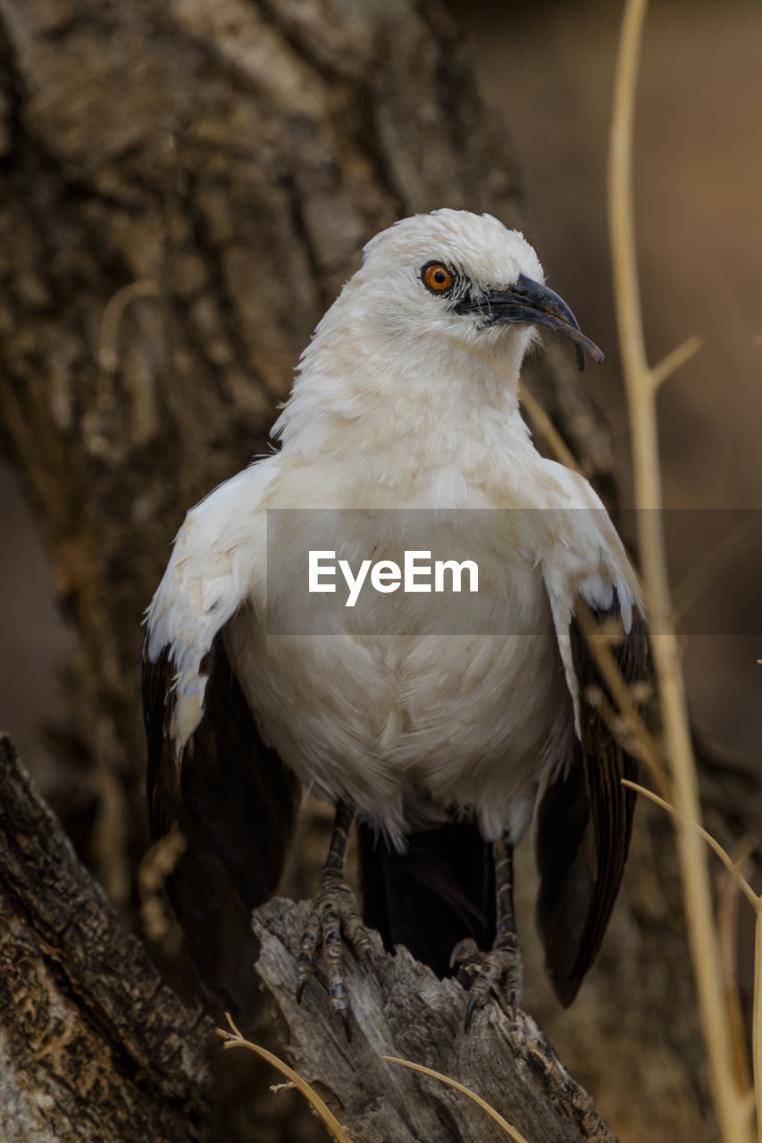 A southern pied babbler in erindi, a park in the erongo region of namibia