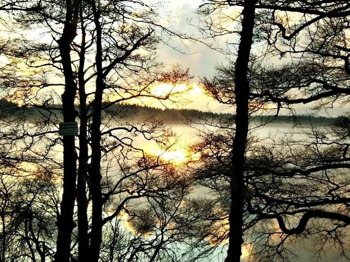 SILHOUETTE OF TREES AT SUNSET