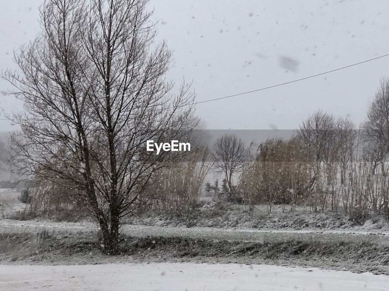 BARE TREES ON SNOW COVERED LAND