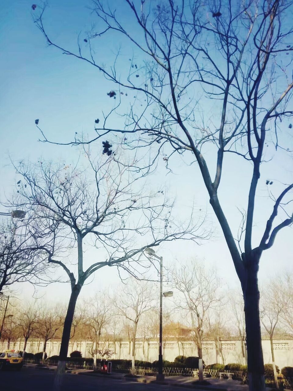 BARE TREES AGAINST SKY