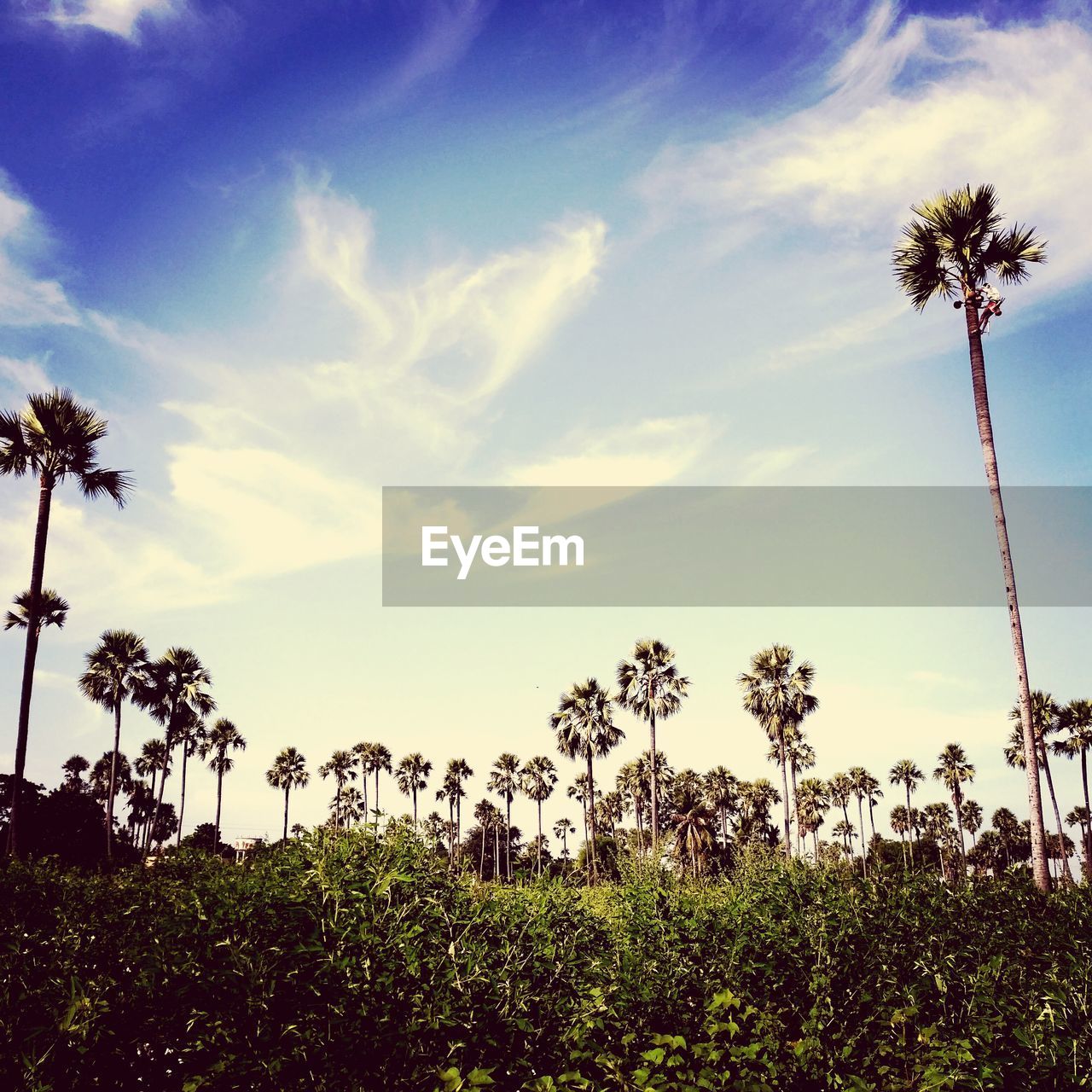 Low angle view of trees against sky