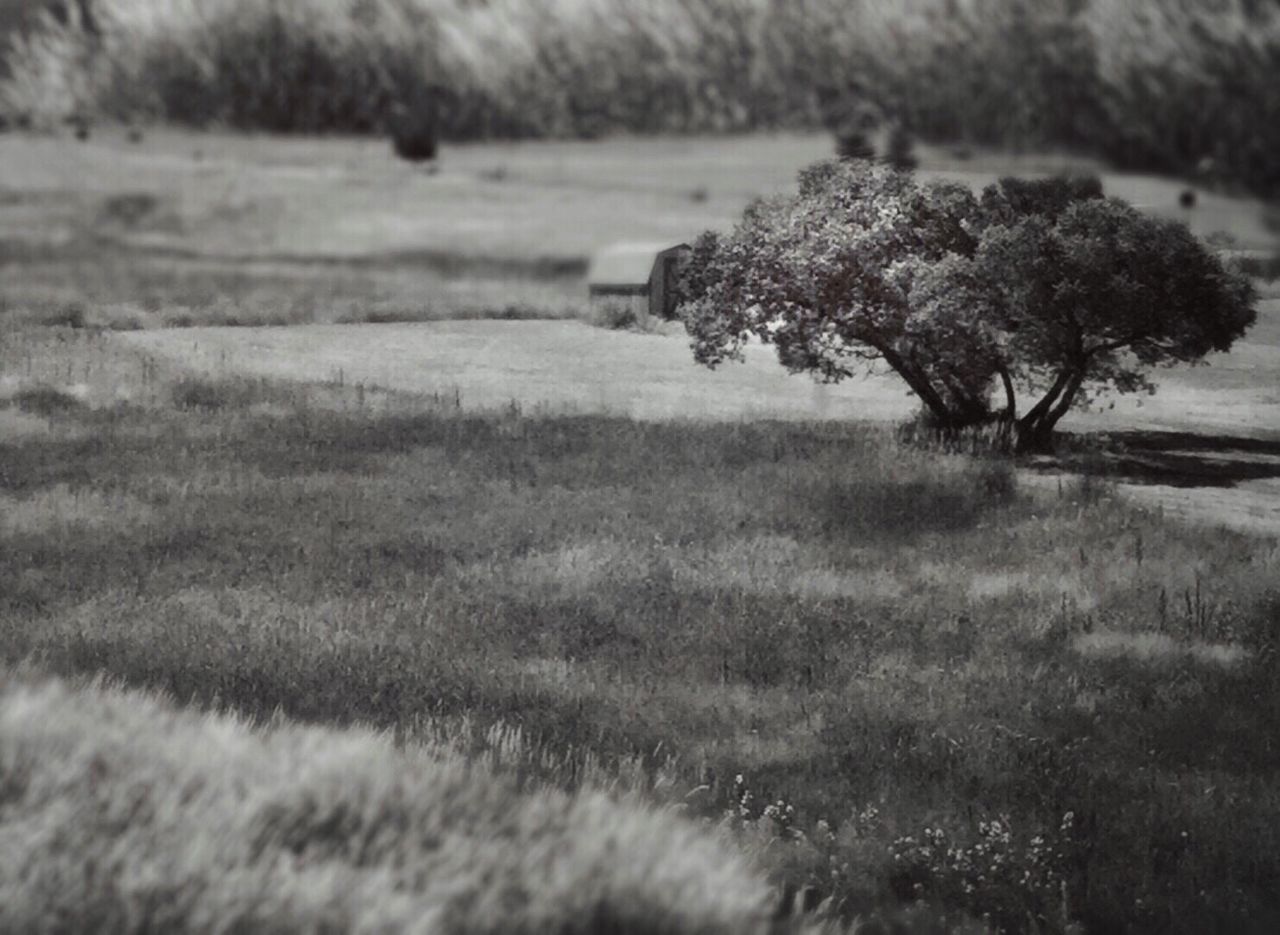 TREES ON FIELD