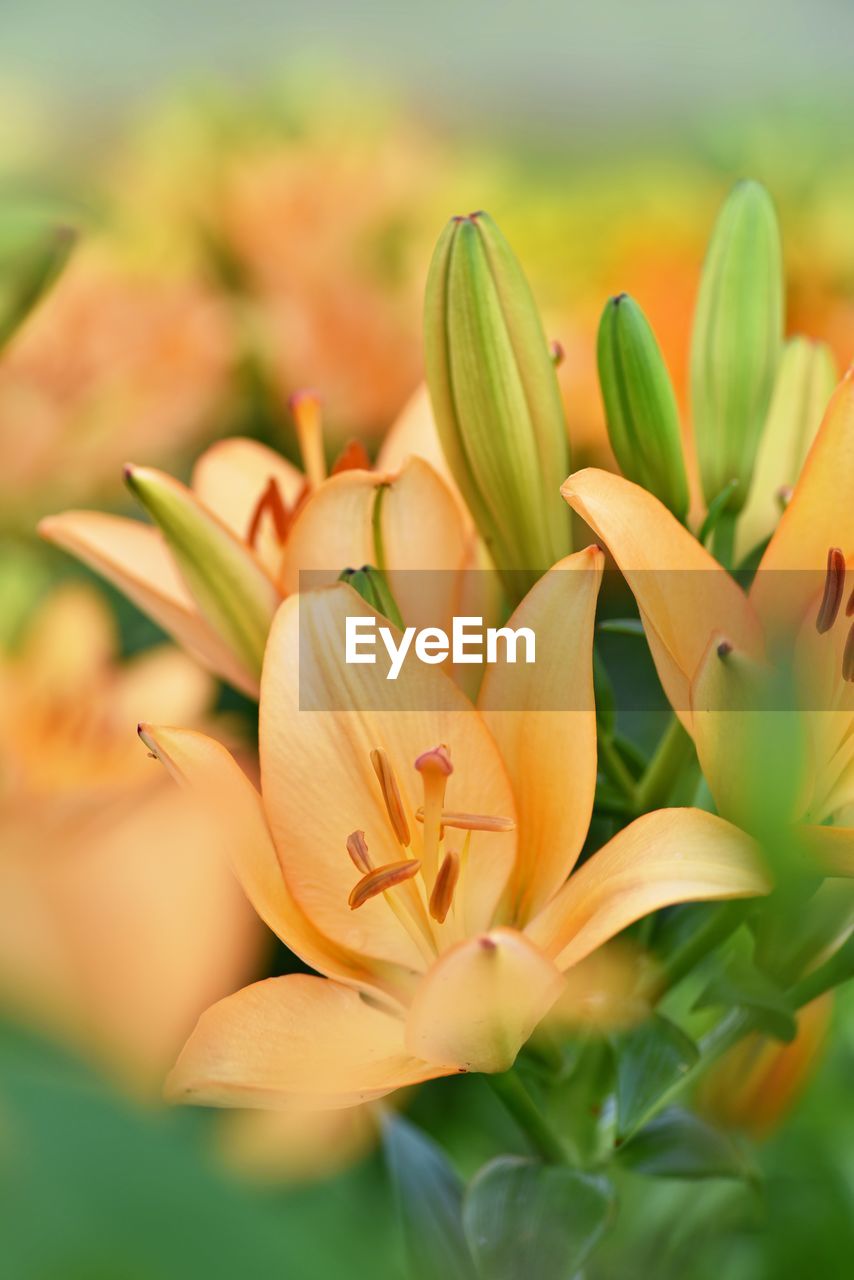 Close-up of orange flowers blooming outdoors