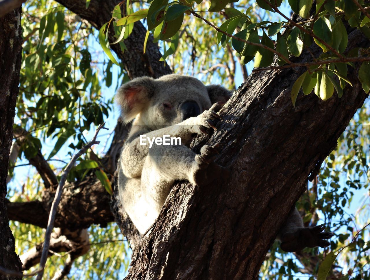 Wild koala sitting in a tree