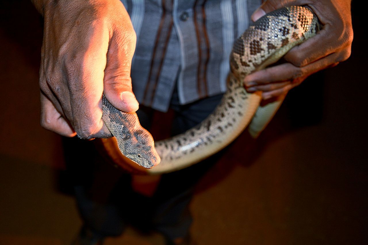 Low section of man holding snake at night