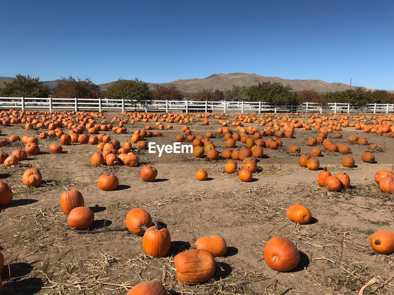 ORANGE PUMPKINS ON FIELD AGAINST SKY