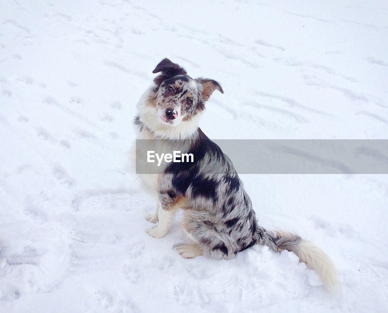 High angle view of dog on snow