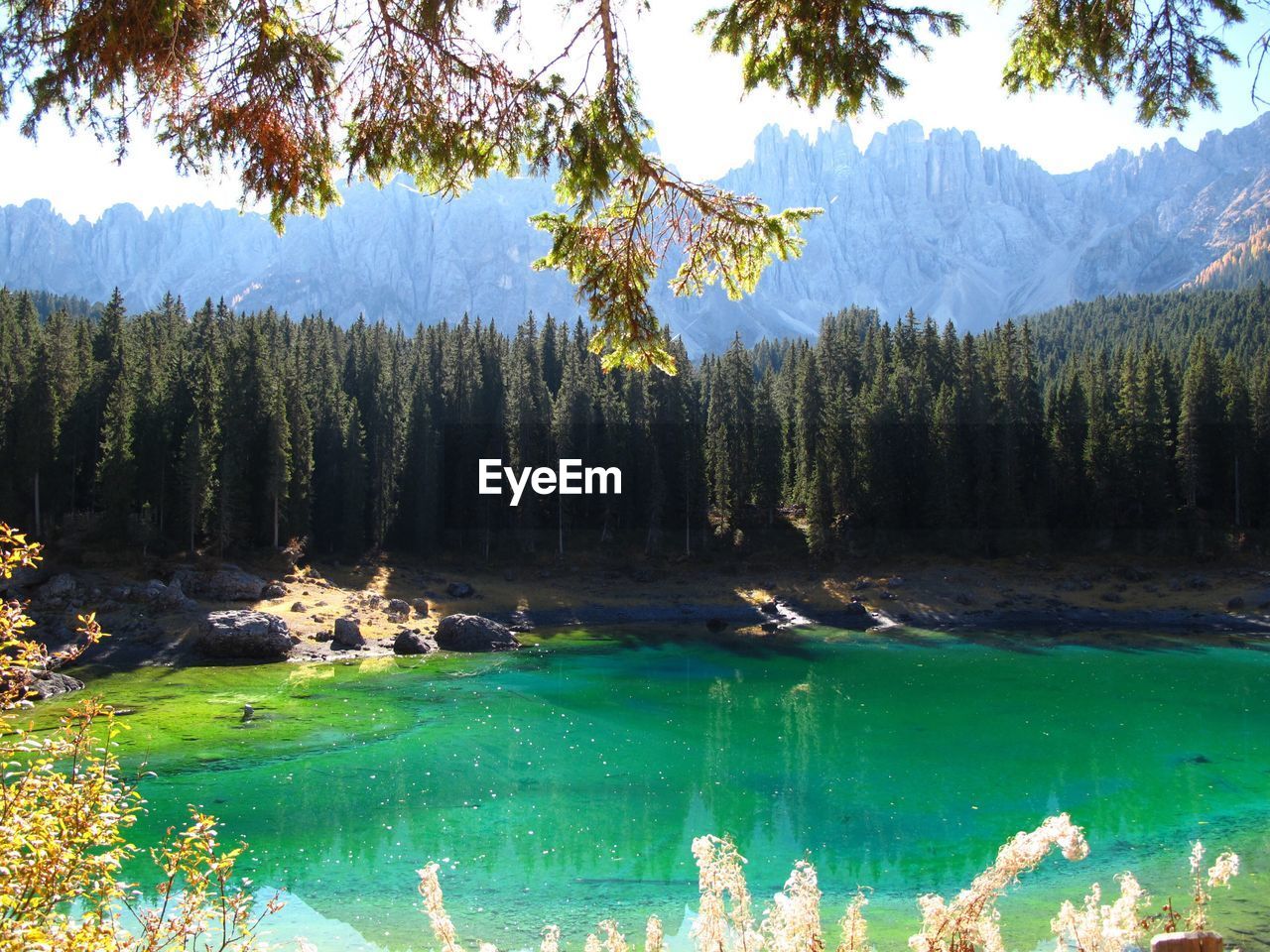 Scenic view of forest against sky