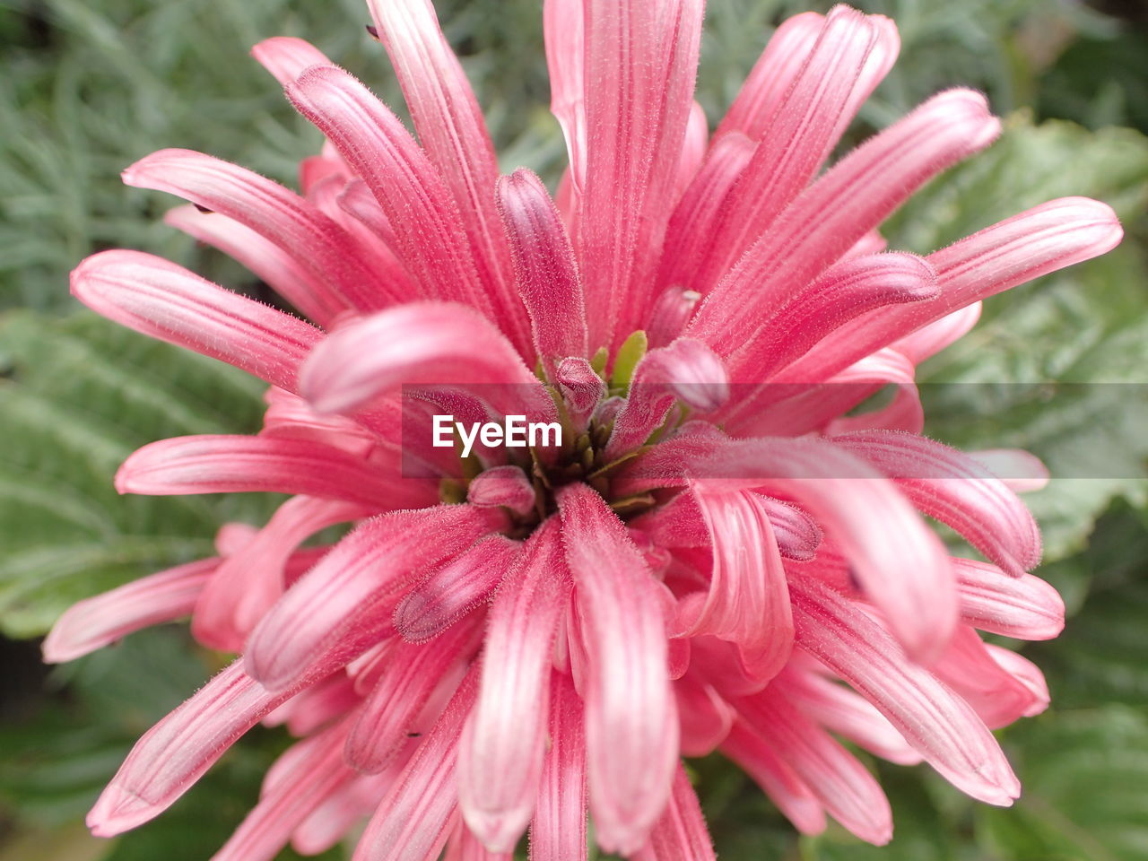 CLOSE-UP OF PINK CONEFLOWER