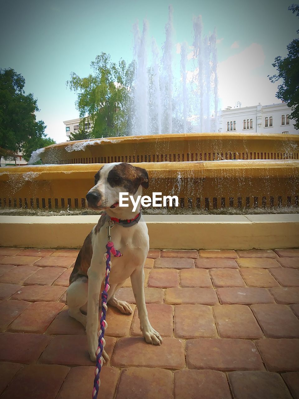 DOG LOOKING AT CAMERA AGAINST TREES