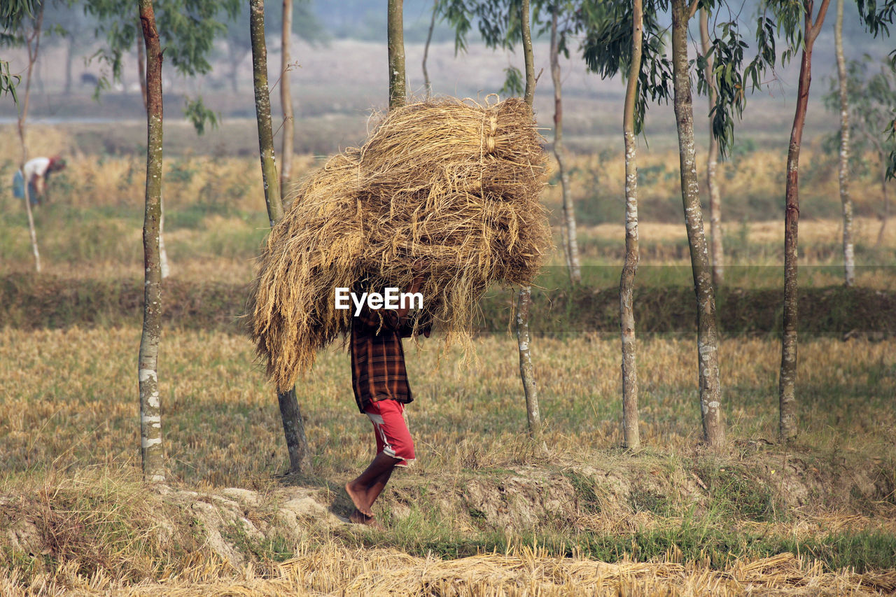 Farmer carrying hay bale on field