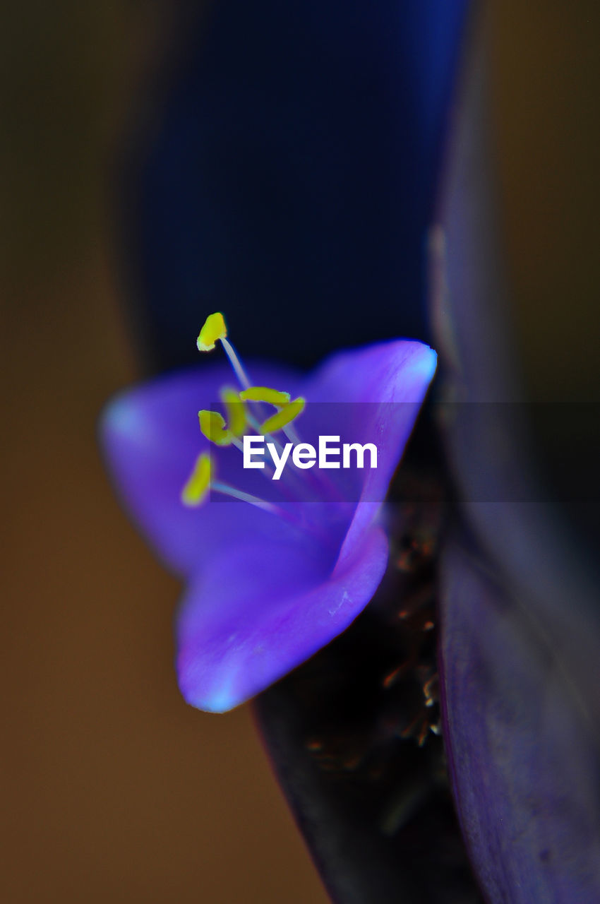 CLOSE-UP OF PURPLE FLOWER BLOOMING