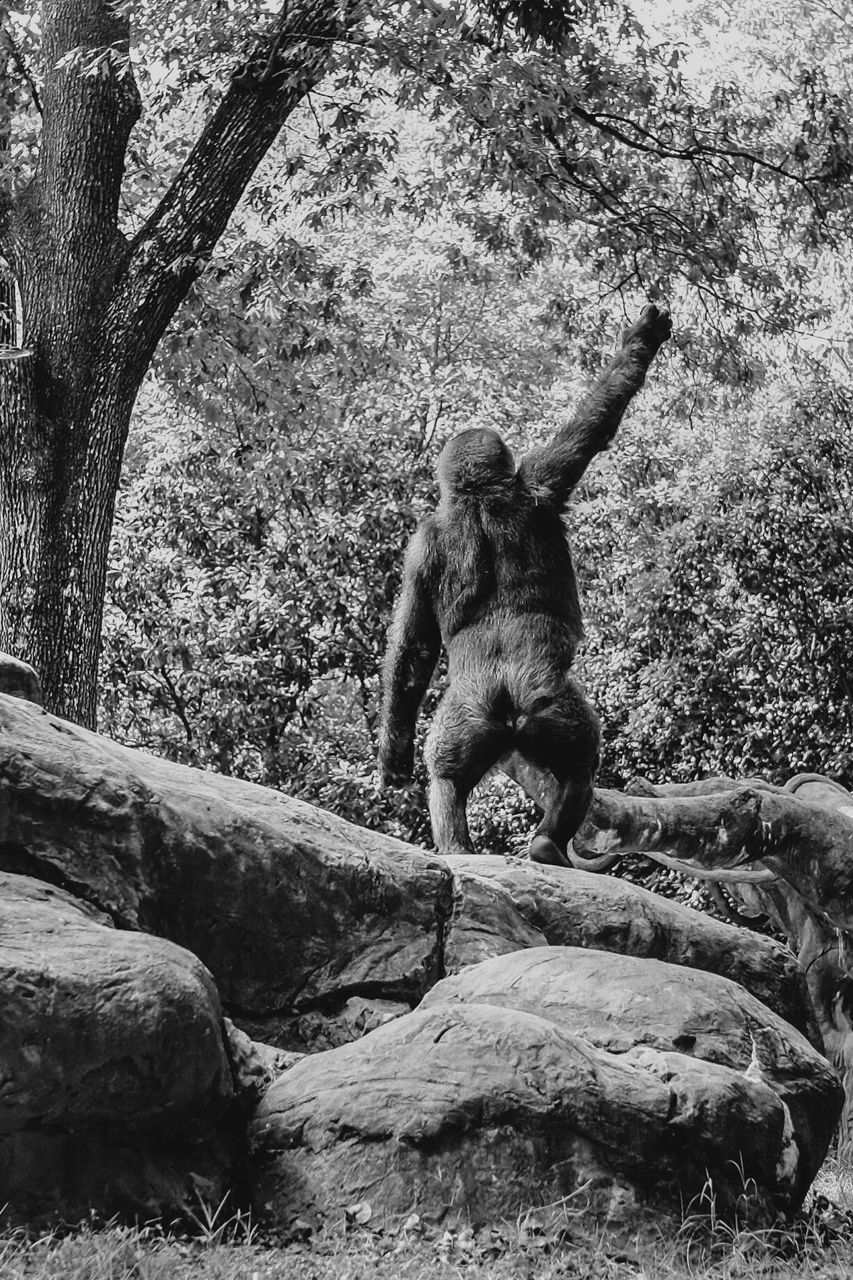 Rear view of monkey standing in forest