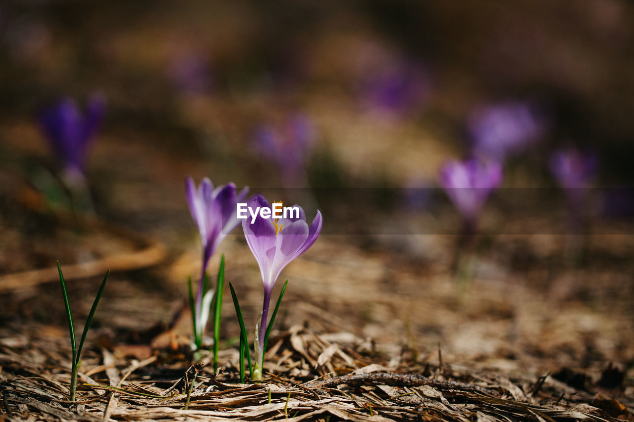 Close-up of crocuses growing on field