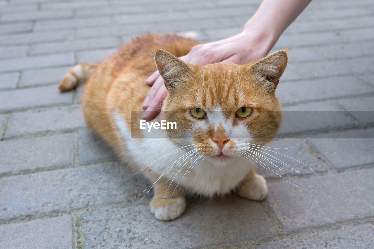 A woman's hand strokes a cat