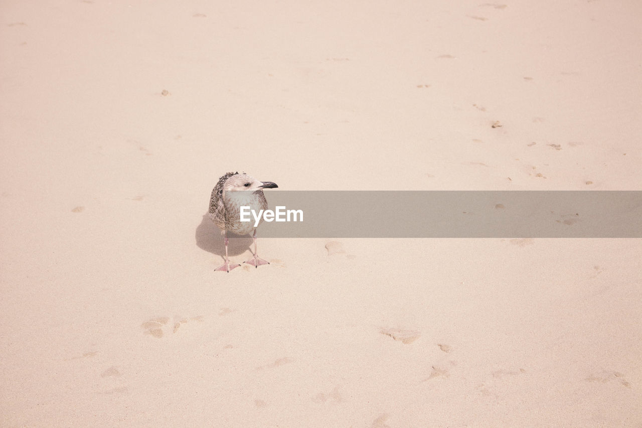 HIGH ANGLE VIEW OF A BIRD ON SAND