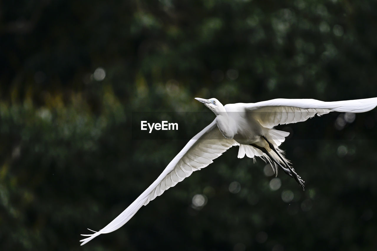 Close-up of a bird flying