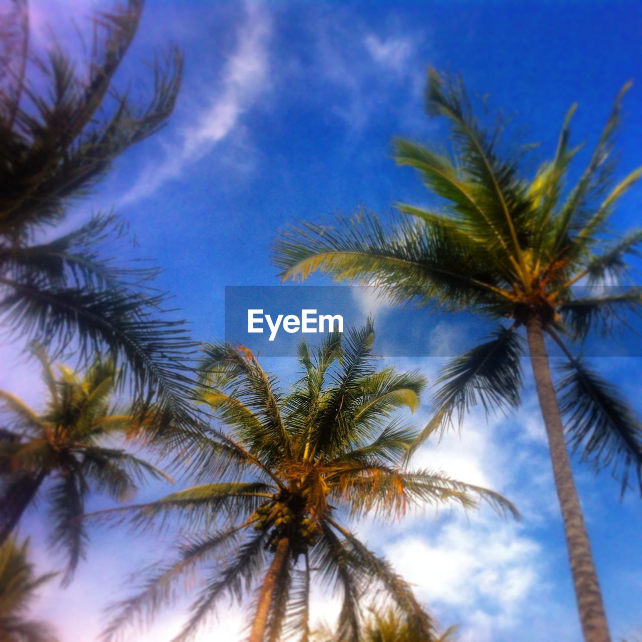 PALM TREES AGAINST SKY