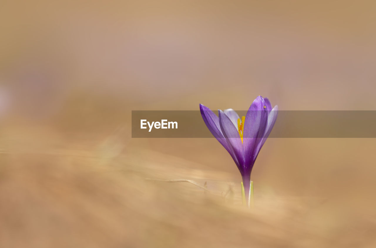 Close-up of purple crocus flower