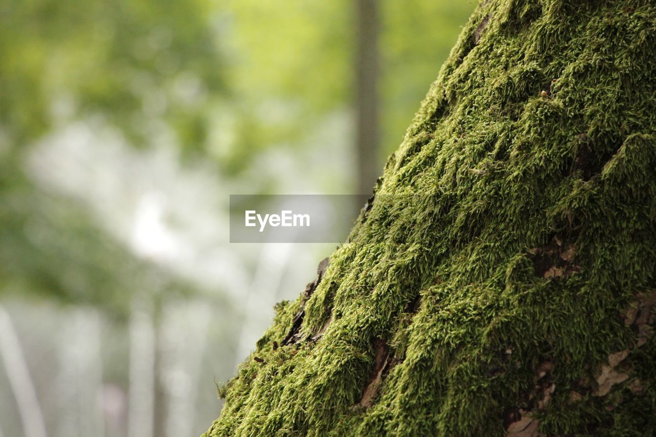 CLOSE-UP OF MOSS ON TREE