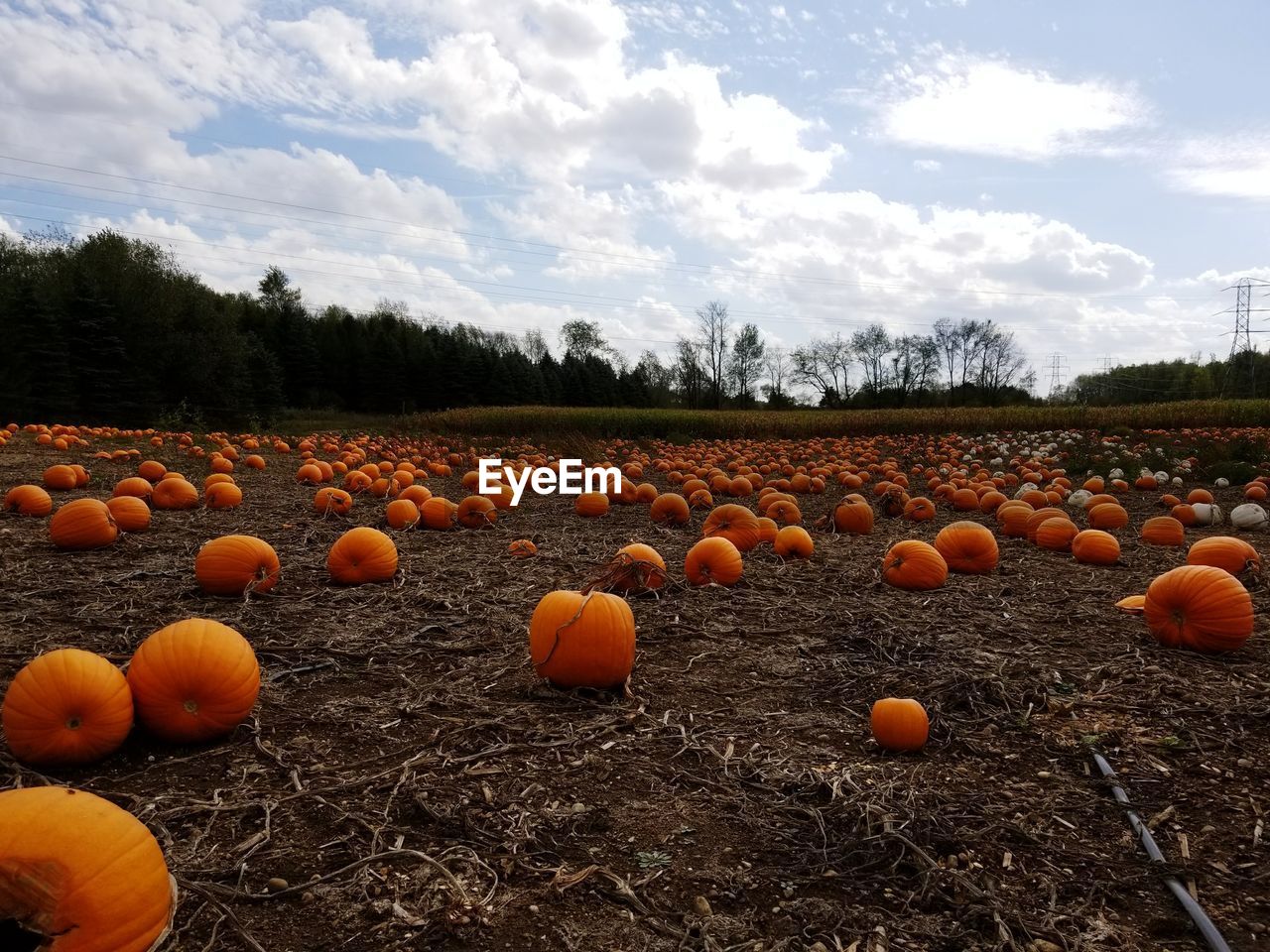 VIEW OF PUMPKINS ON FIELD