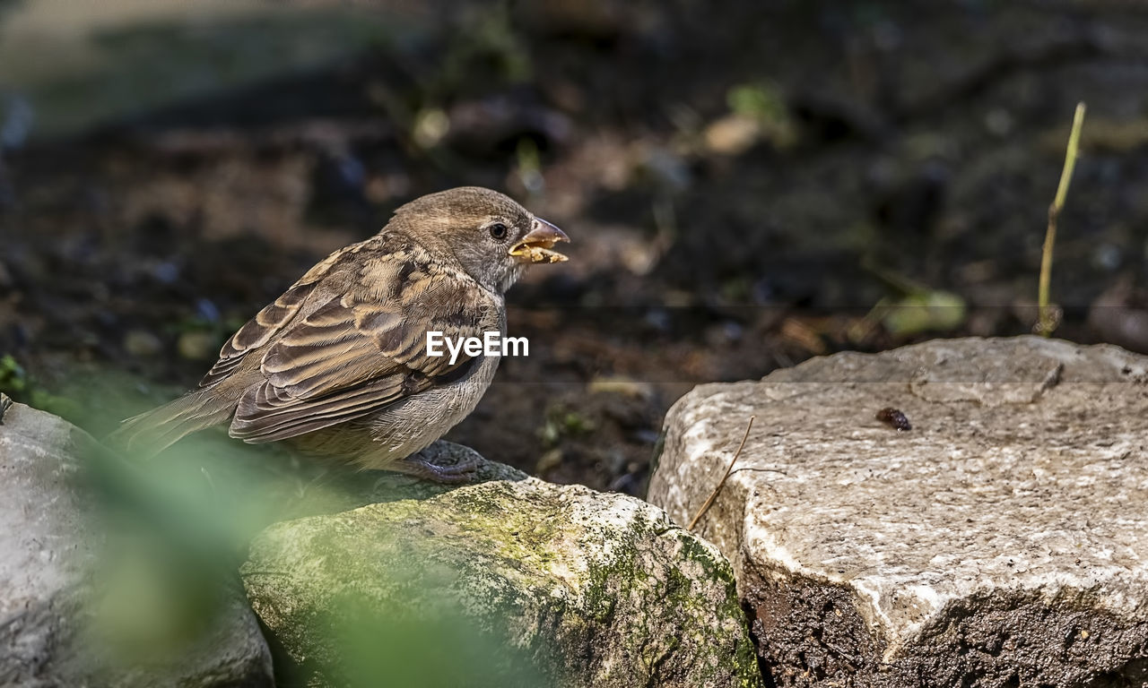 Close-up of bird perching on rock