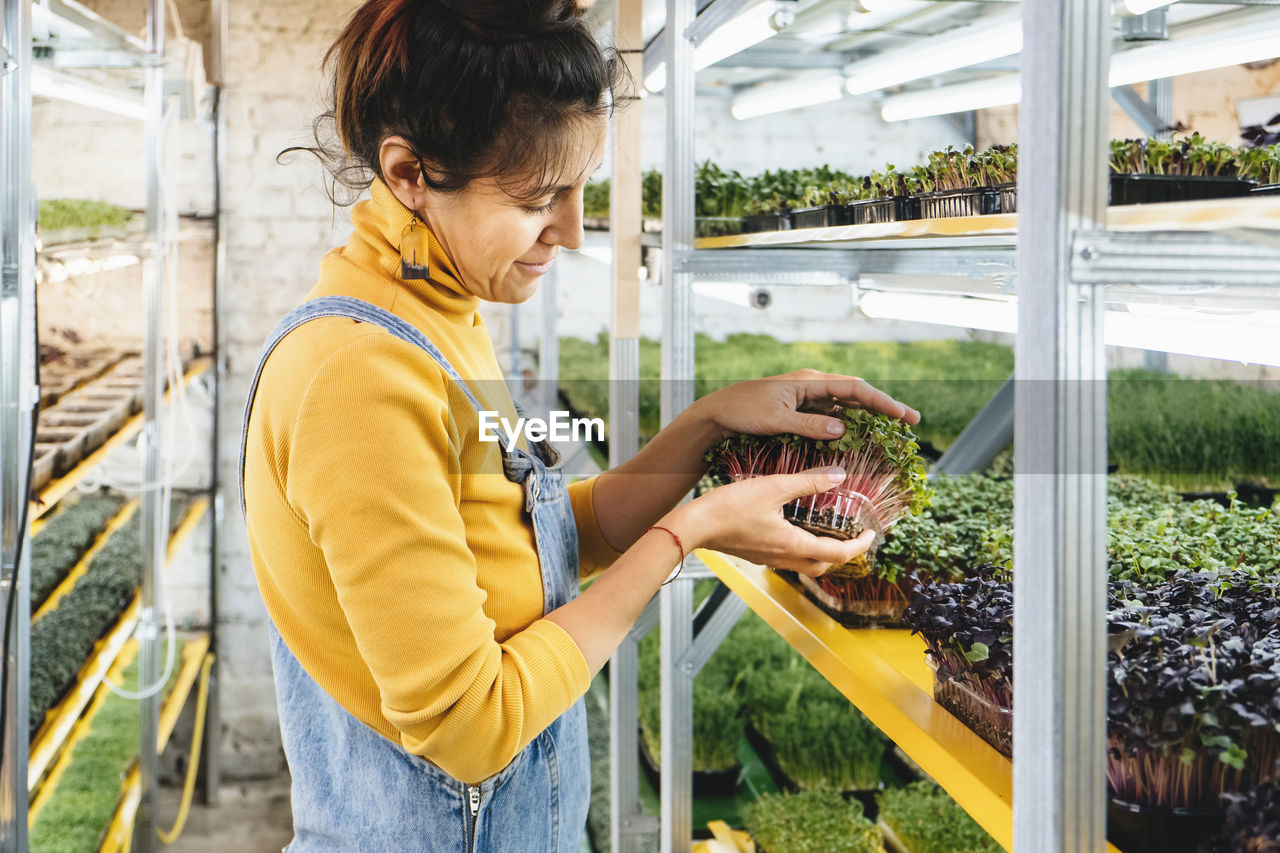 Young female farmer growing microgreens on indoor vertical garden. woman looking after plants. 