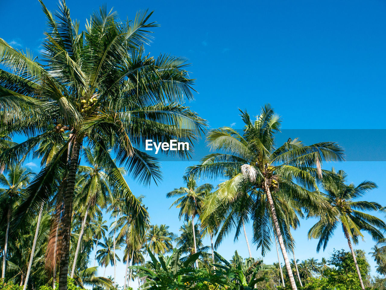 LOW ANGLE VIEW OF COCONUT PALM TREE AGAINST BLUE SKY