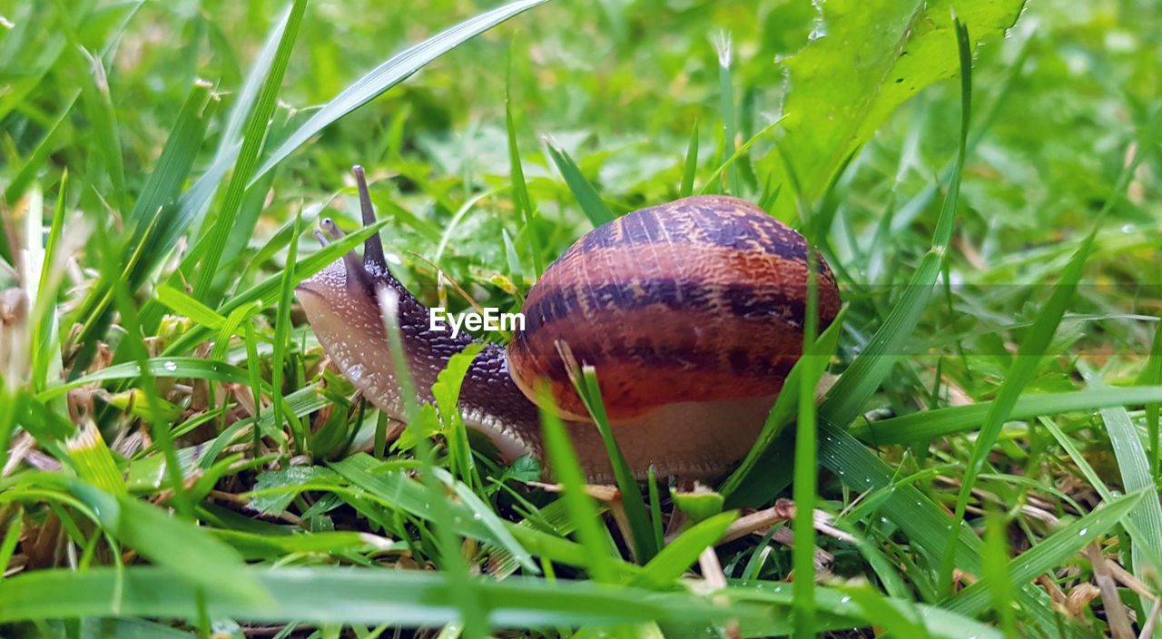 CLOSE-UP OF A SNAIL ON GRASS