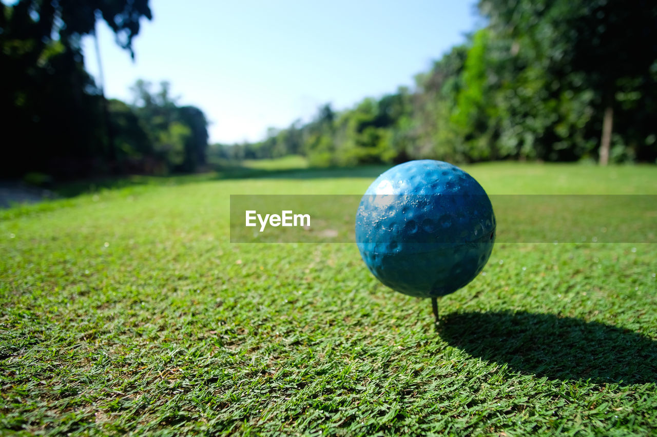 CLOSE-UP OF BALL ON TREE