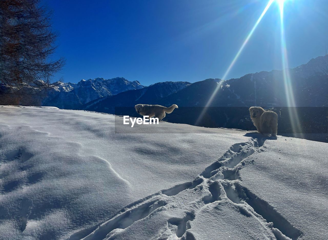 snow, mountain, sunlight, cold temperature, winter, mountain range, nature, sky, landscape, scenics - nature, environment, lens flare, skiing, sunbeam, beauty in nature, piste, sun, winter sports, day, land, blue, travel, sports, sunny, non-urban scene, tranquil scene, tranquility, outdoors, frozen, tree, leisure activity, adventure, travel destinations, vacation, holiday, snowcapped mountain, ski equipment, trip, mountain peak