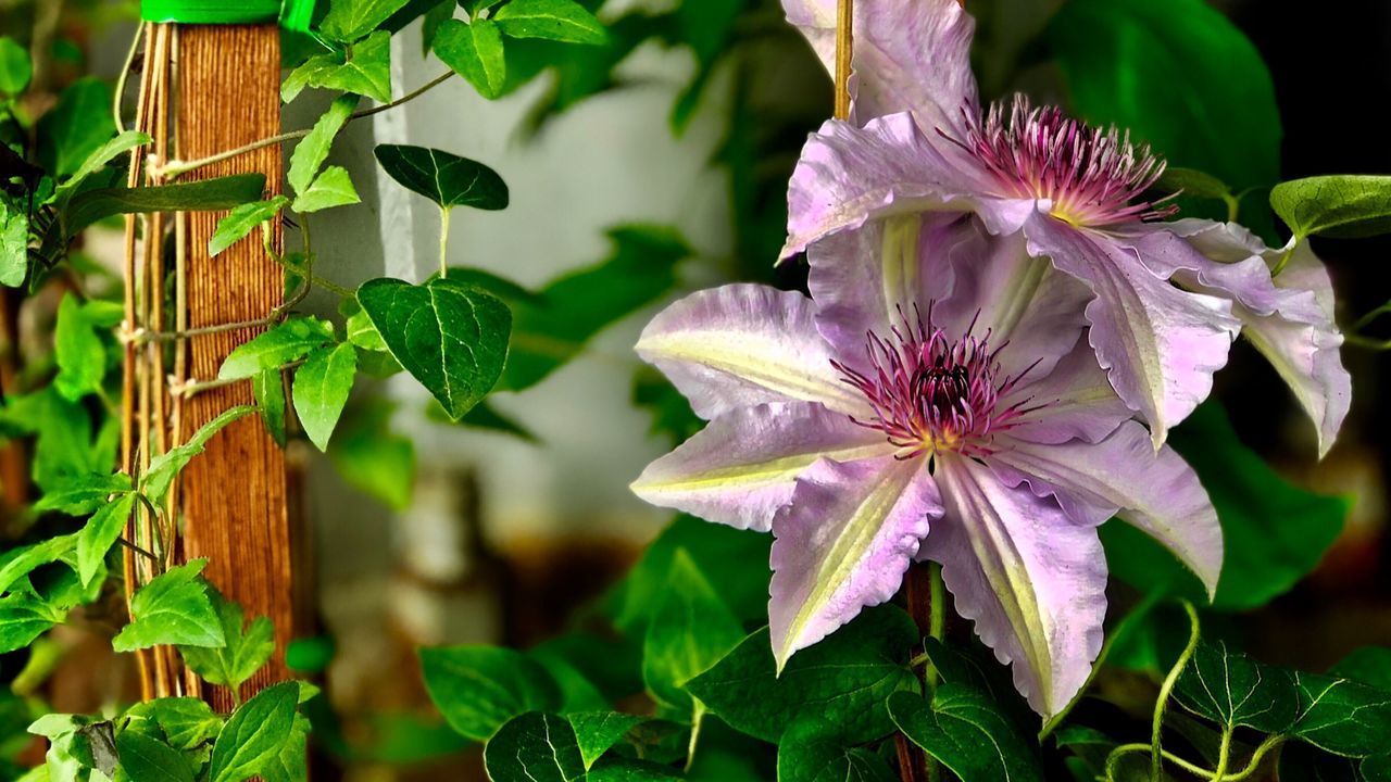 Close-up of purple flowering plants